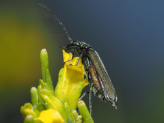 Oedemera virescens