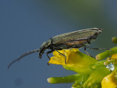 Oedemera virescens