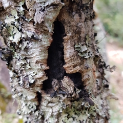 Biscogniauxia mediterranea