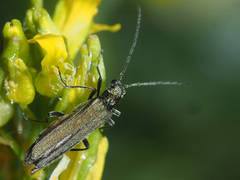 Oedemera virescens