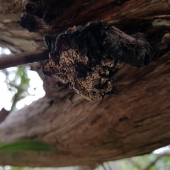 Lenzitopsis oxycedri