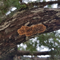 Lenzitopsis oxycedri