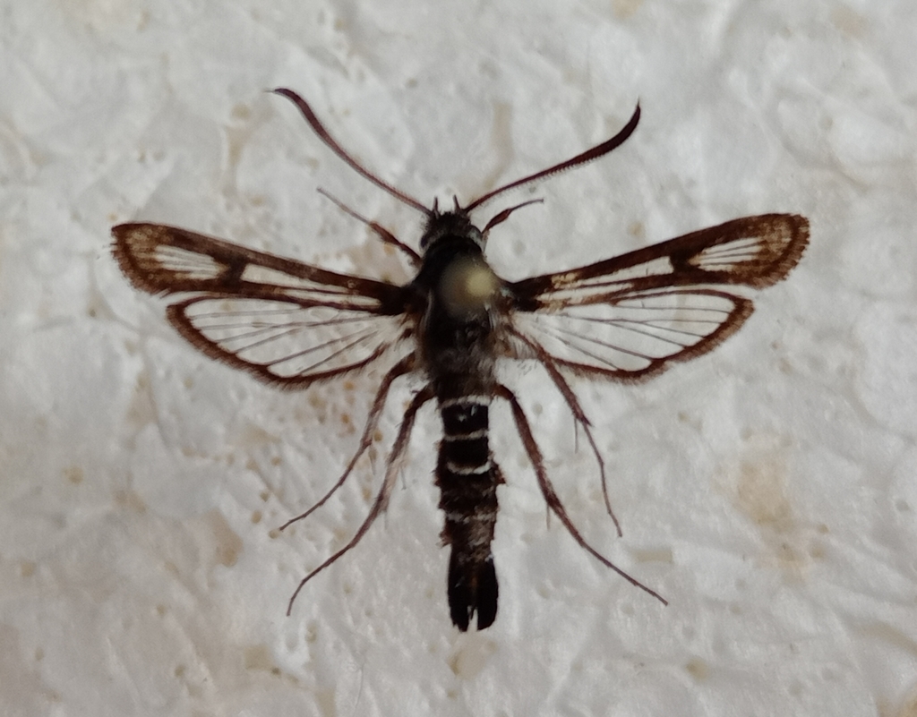 Bembecia vulcanica