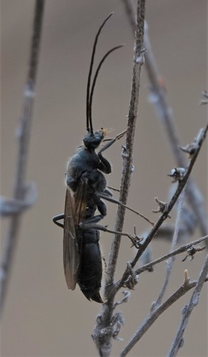 African stink ant photo 2