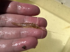 Macrobrachium lanchesteri