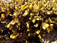Fucus guiryi