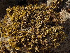 Fucus guiryi