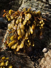 Fucus guiryi
