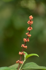 Miconia nervosa