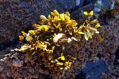 Fucus guiryi