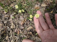 Chamaesaracha edwardsiana