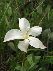 Mandevilla lanuginosa