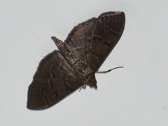 Pilocrocis