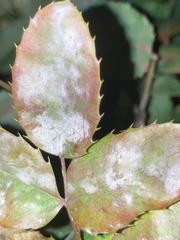 Erysiphe berberidis