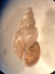 Galba truncatula