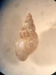 Galba truncatula