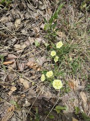 Chamaesaracha edwardsiana