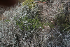 Asparagus multiflorus
