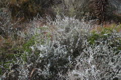 Asparagus multiflorus