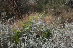 Asparagus multiflorus