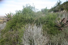 Asparagus multiflorus