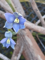 Thelymitra circumsepta