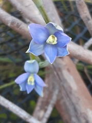 Thelymitra circumsepta