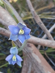 Thelymitra circumsepta