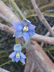 Thelymitra circumsepta