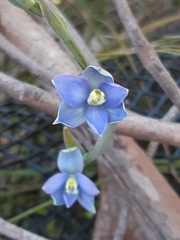 Thelymitra circumsepta