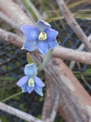 Thelymitra circumsepta