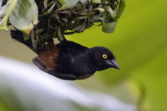 Ploceus castaneofuscus