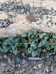 Cyclamen graecum graecum