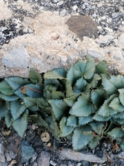 Cyclamen graecum graecum