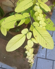 Desmodium procumbens longipes