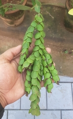 Desmodium procumbens longipes