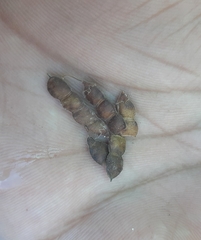 Desmodium procumbens longipes