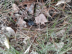 Auriscalpium vulgare