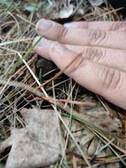Auriscalpium vulgare