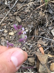 Streptanthus hispidus