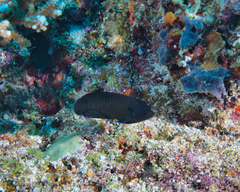 Centropyge multispinis