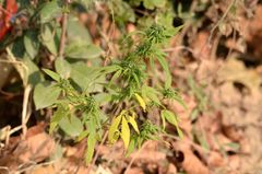 Cannabis sativa sativa