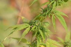 Cannabis sativa sativa