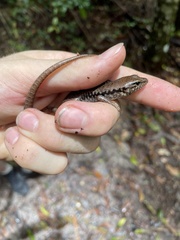 Concinnia tenuis