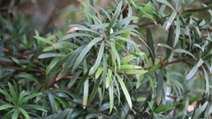 Podocarpus elongatus