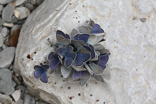 Mazarine Blue photo 2