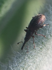 Neocyba metrosideros