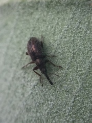 Neocyba metrosideros