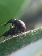 Neocyba metrosideros