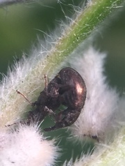 Neocyba metrosideros